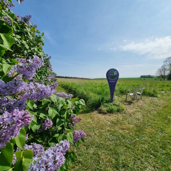 Flieder-Hotspot 3 - Sandholt Lyndelse