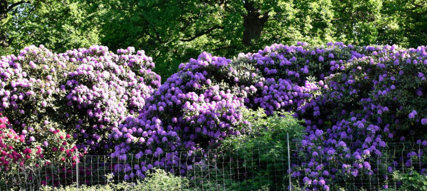 Haver | Parker | Rododendronpark | Slotsparker | Faaborg