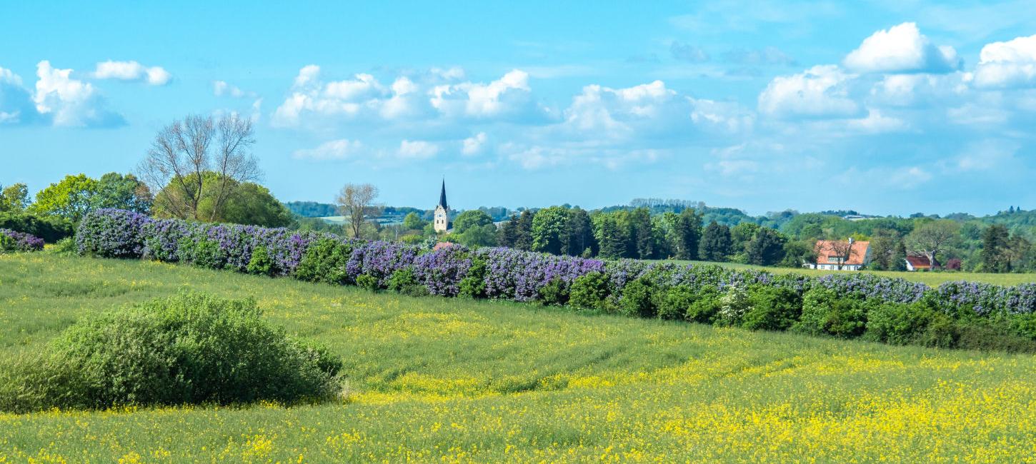 Syrendage (Lilacs Days) onSyrendage (Fliedertage) im Süden Fünens mit Blick auf die Kirche von Svanninge South of Funen with a view of the Church of Svanninge