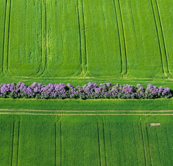 Lilac fence in the middle of a field on South Funen