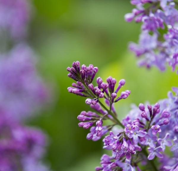 Lilacs for South Funen Spring and South Funen Lilac Days