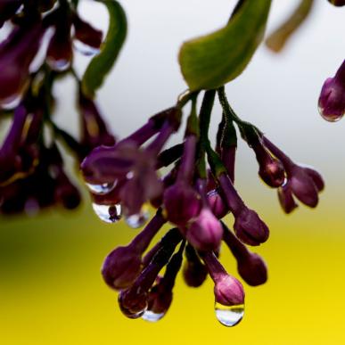 Lilacs with pearls of water