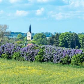 Mark med raps og syrenhegn | Svanninge Kirke | Sydfyn | Faaborg