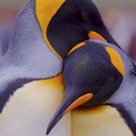 Foredrag om Antarktis – Verdens Dybfryser og Pingvinernes Rige